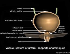 Vessie et urètre : Anatomie, localisation et fonction 